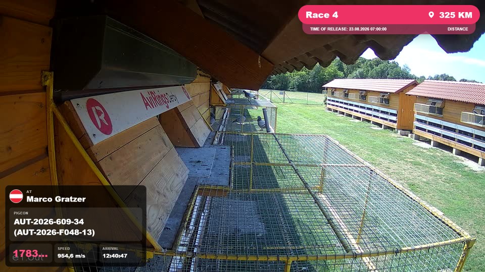 Pigeon Arrival Image For Race Race 4