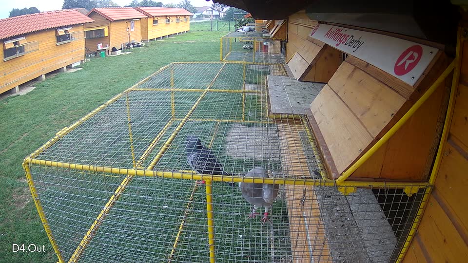 Pigeon Arrival Image For Race Final race 1