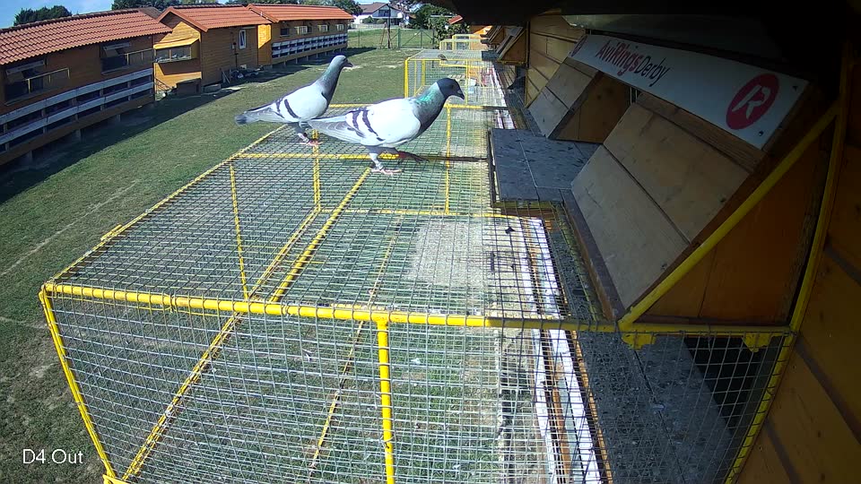 Pigeon Arrival Image For Race Race 5