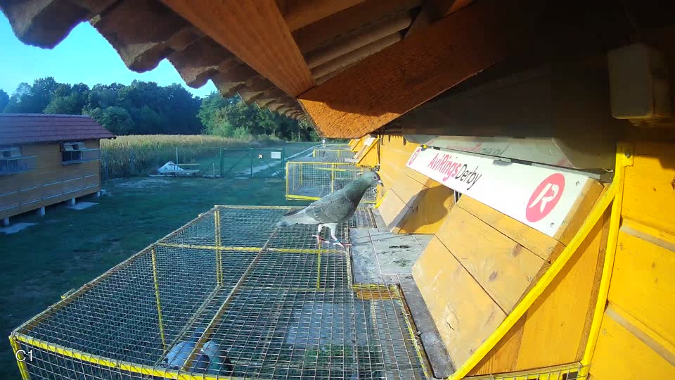 Pigeon Arrival Image For Race Race 5