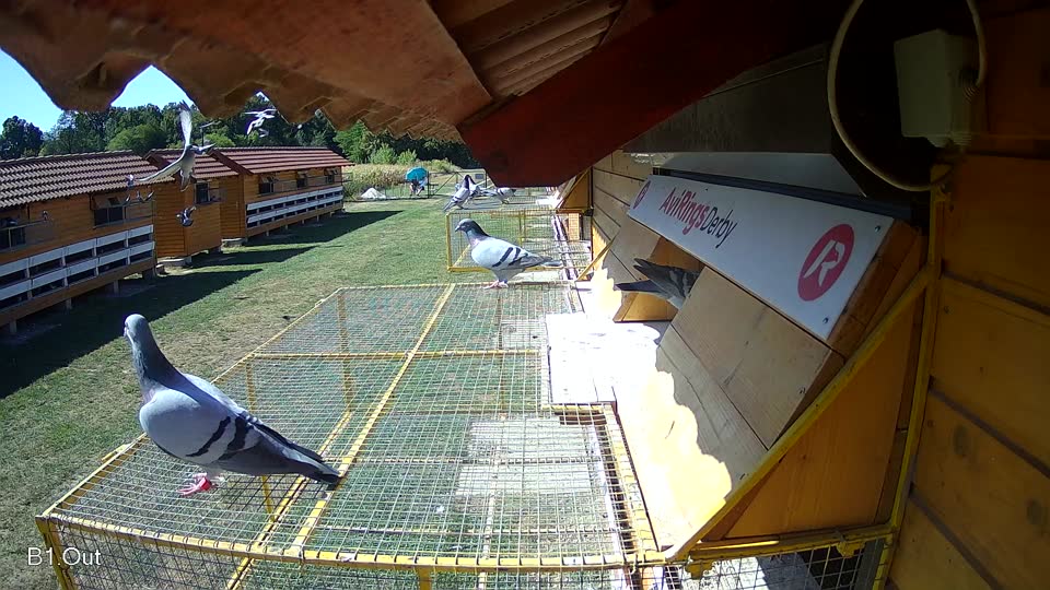 Pigeon Arrival Image For Race Race 3