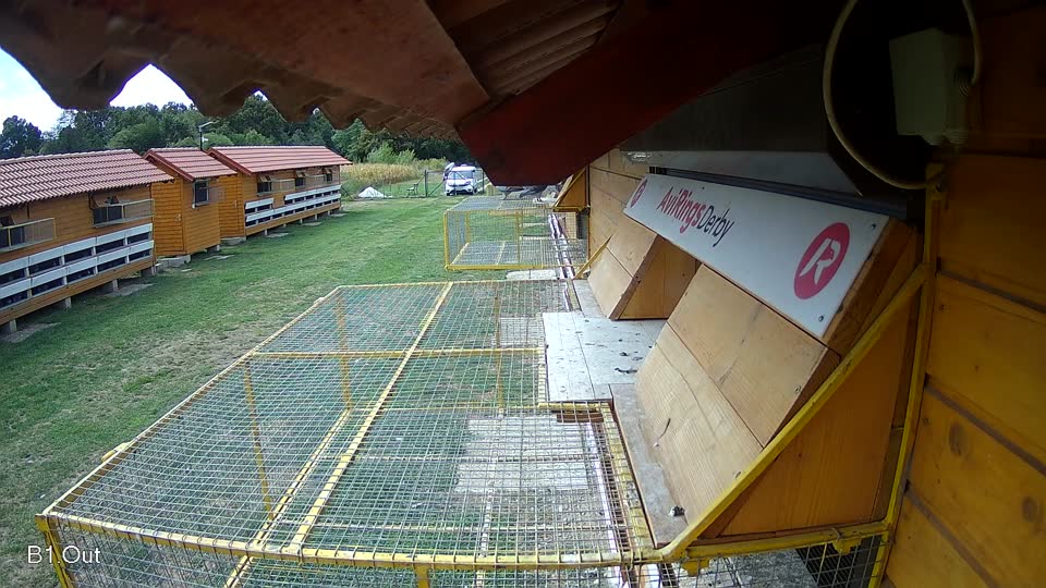 Pigeon Arrival Image For Race Race 4