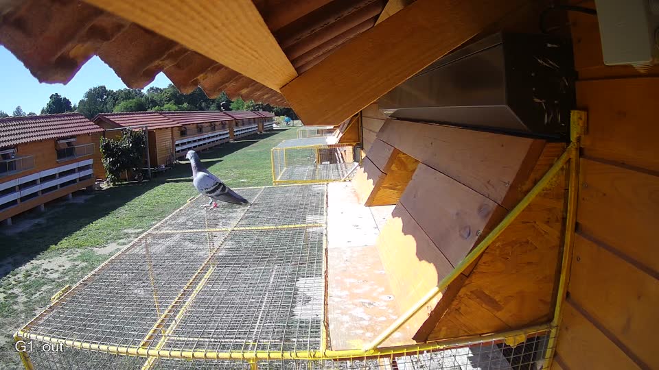 Pigeon Arrival Image For Race Race 3