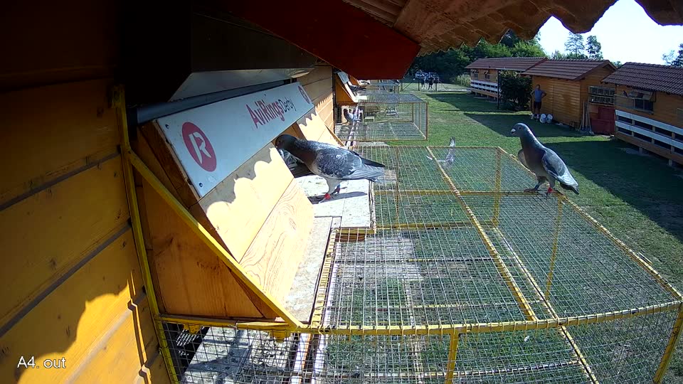 Pigeon Arrival Image For Race Race 1