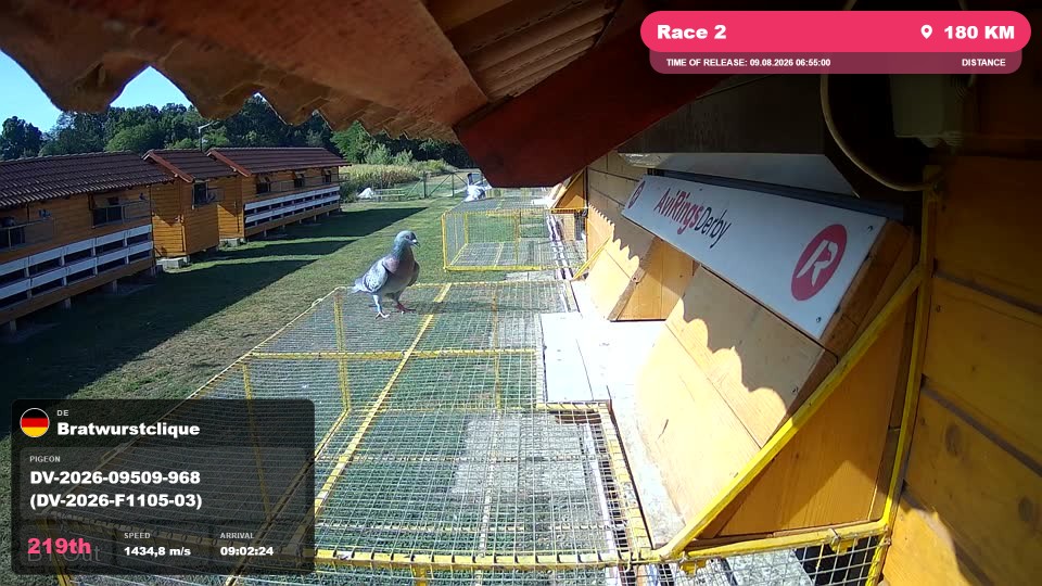 Pigeon Arrival Image For Race Race 2