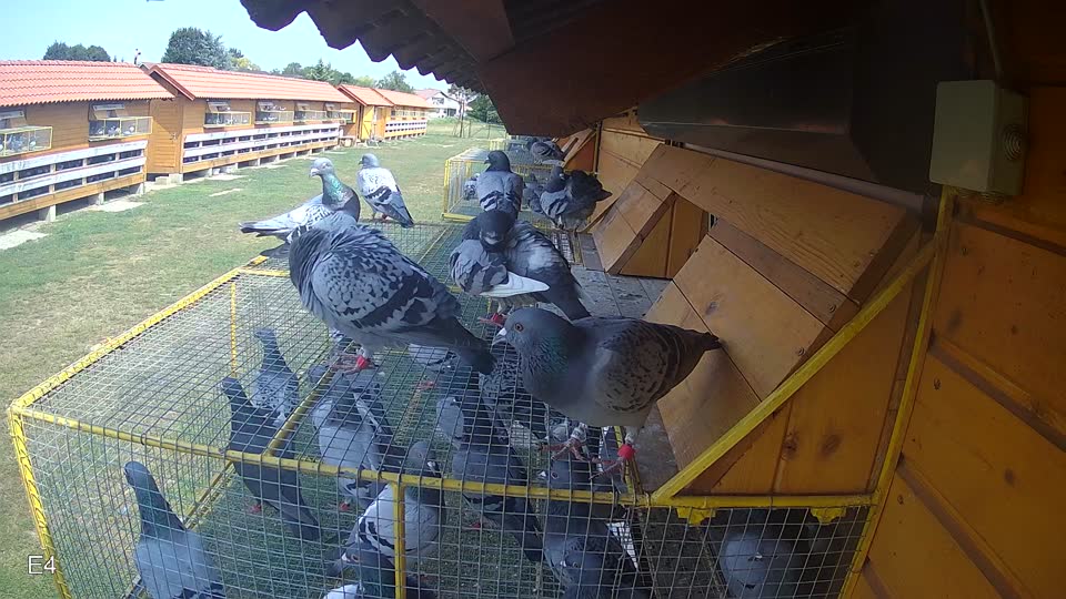 Pigeon Arrival Image For Race Race 4