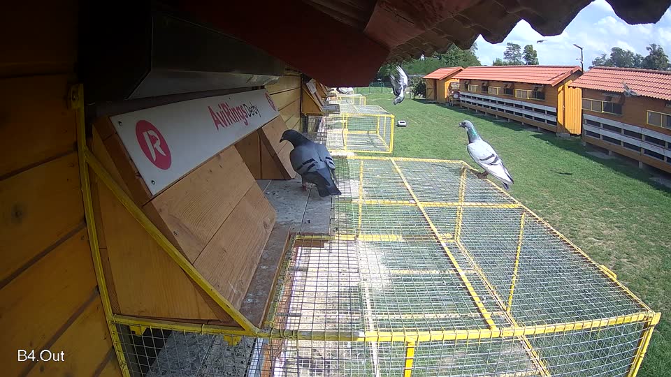 Pigeon Arrival Image For Race Race 6