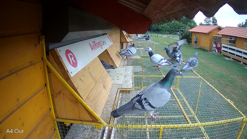 Pigeon Arrival Image For Race Race 3