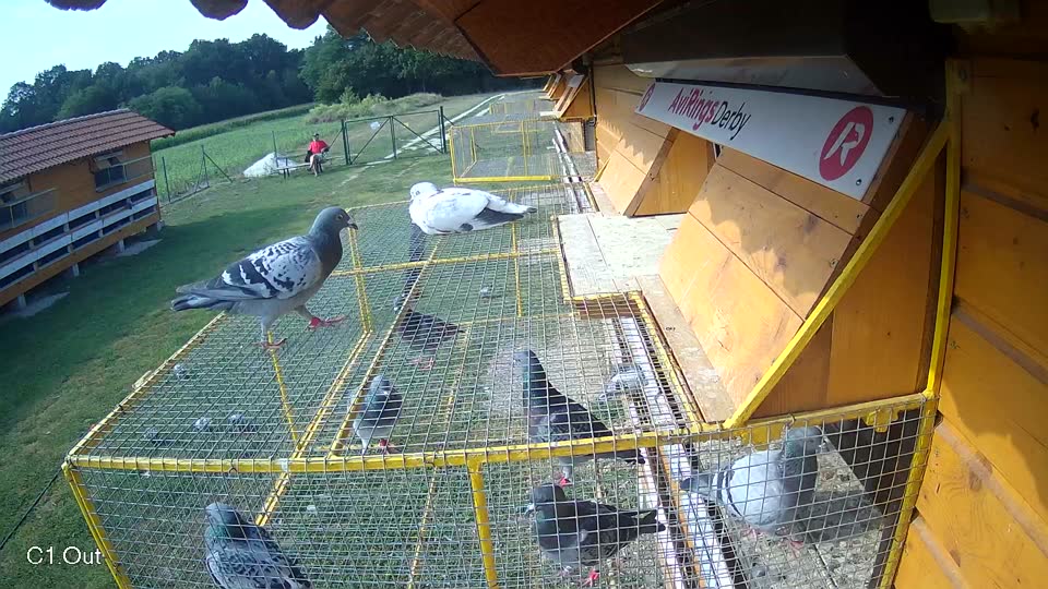 Pigeon Arrival Image For Race Race 4