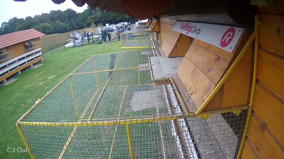 Pigeon Arrival Image For Race Final race 3