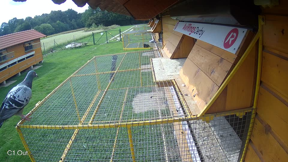 Pigeon Arrival Image For Race Final race 1