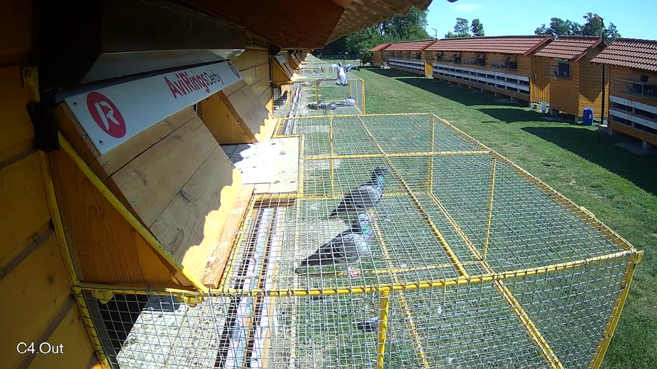 Pigeon Arrival Image For Race Race 5