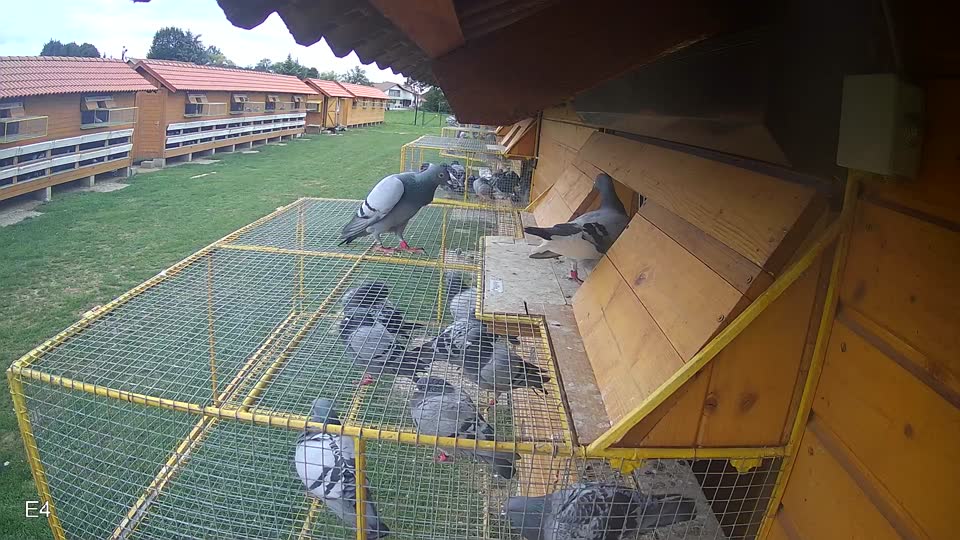 Pigeon Arrival Image For Race Race 6