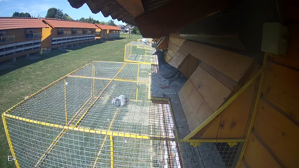 Pigeon Arrival Image For Race Race 5