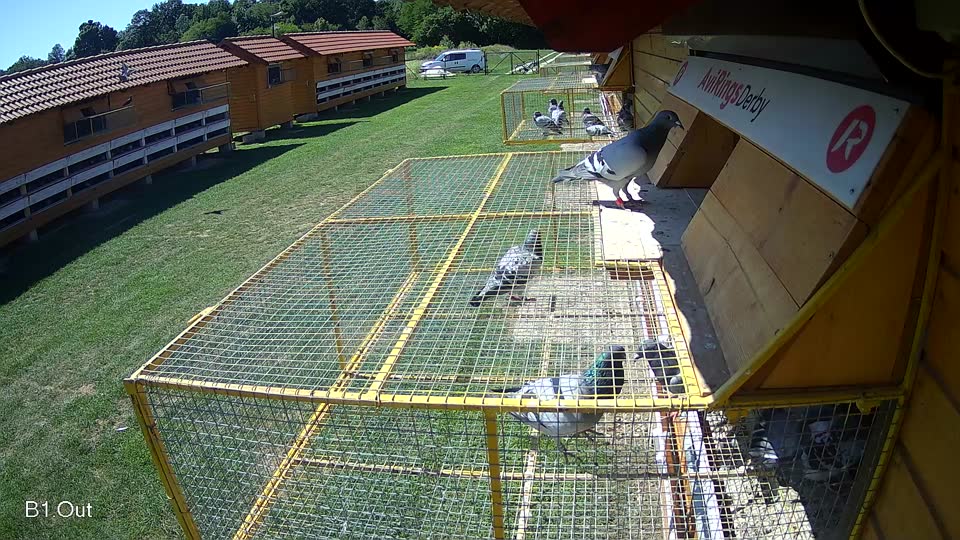 Pigeon Arrival Image For Race Race 2