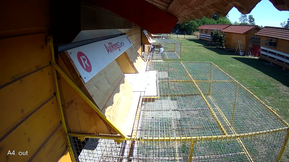 Pigeon Arrival Image For Race Race 2