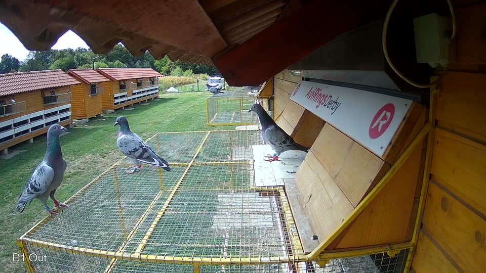Pigeon Arrival Image For Race Race 4