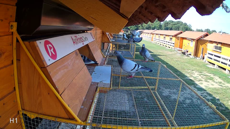 Pigeon Arrival Image For Race Race 1
