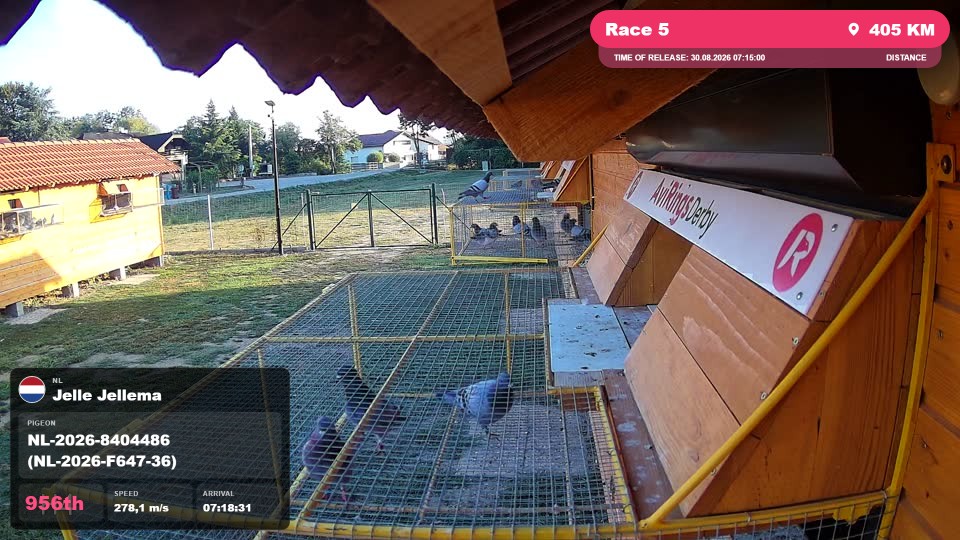 Pigeon Arrival Image For Race Race 5