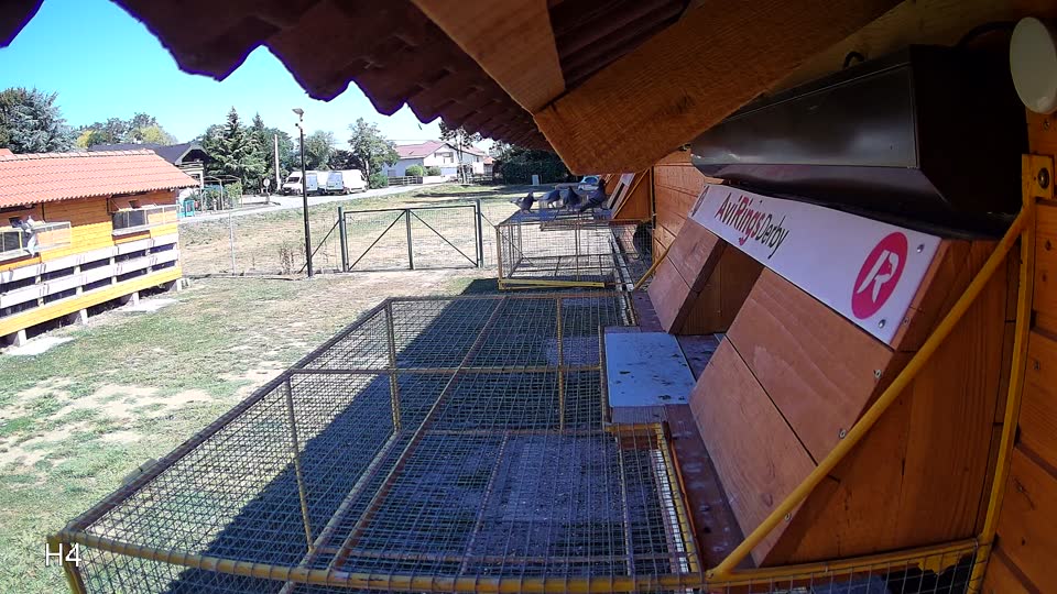 Pigeon Arrival Image For Race Race 3