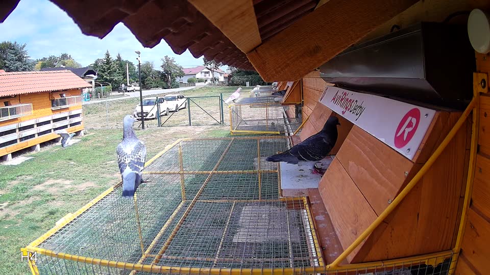 Pigeon Arrival Image For Race Race 4