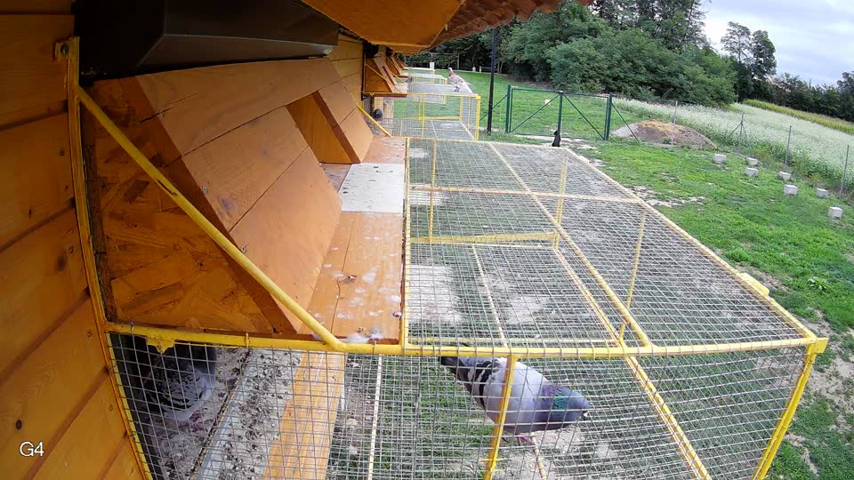Pigeon Arrival Image For Race Race 6