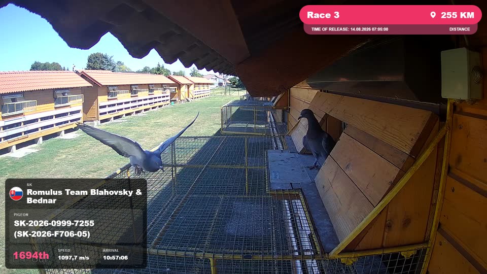 Pigeon Arrival Image For Race Race 3
