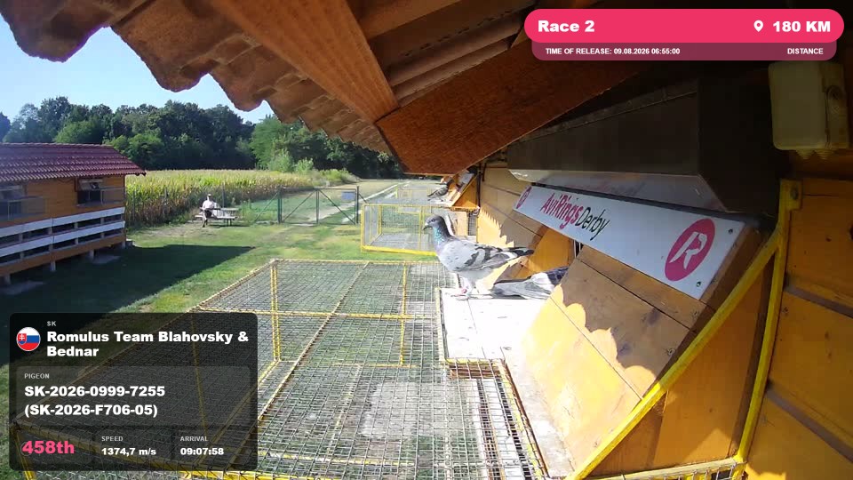 Pigeon Arrival Image For Race Race 2