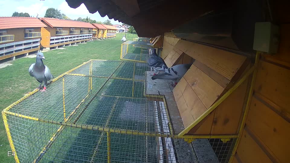 Pigeon Arrival Image For Race Race 6
