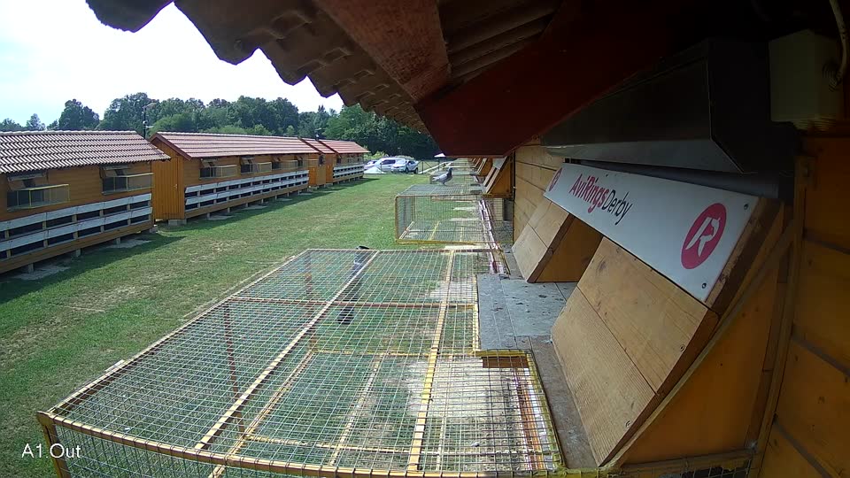 Pigeon Arrival Image For Race Race 4
