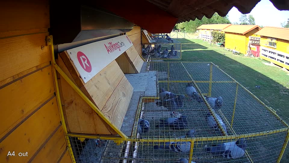 Pigeon Arrival Image For Race Race 5
