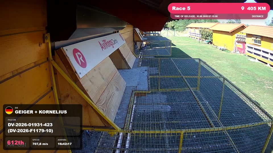 Pigeon Arrival Image For Race Race 5