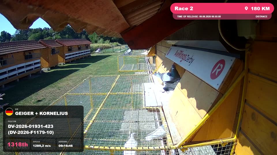 Pigeon Arrival Image For Race Race 2