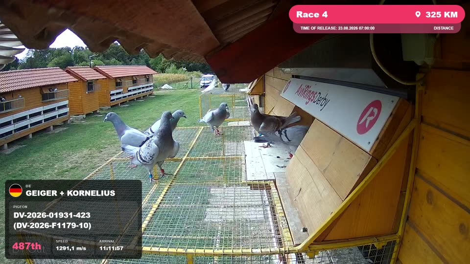 Pigeon Arrival Image For Race Race 4