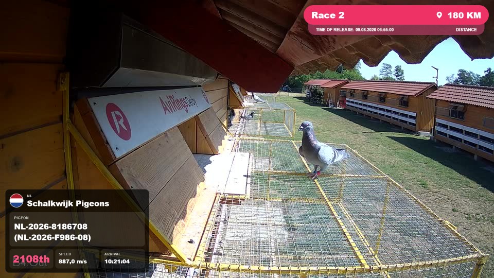 Pigeon Arrival Image For Race Race 2
