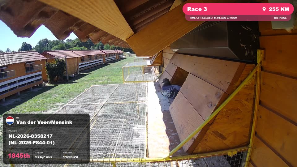 Pigeon Arrival Image For Race Race 3