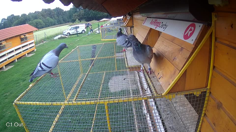 Pigeon Arrival Image For Race Final race 1