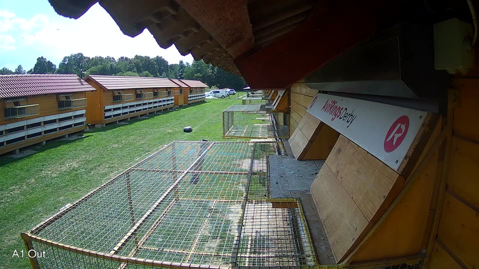 Pigeon Arrival Image For Race Race 6