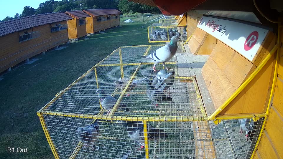 Pigeon Arrival Image For Race Race 4
