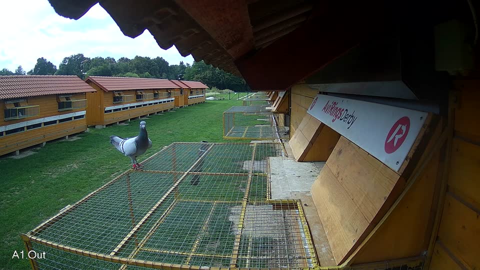 Pigeon Arrival Image For Race Final race 1