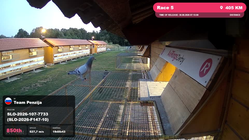 Pigeon Arrival Image For Race Race 5