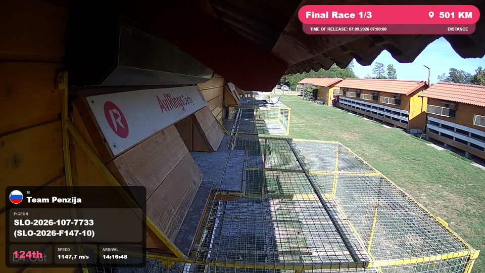 Pigeon Arrival Image For Race Final Race 1/3