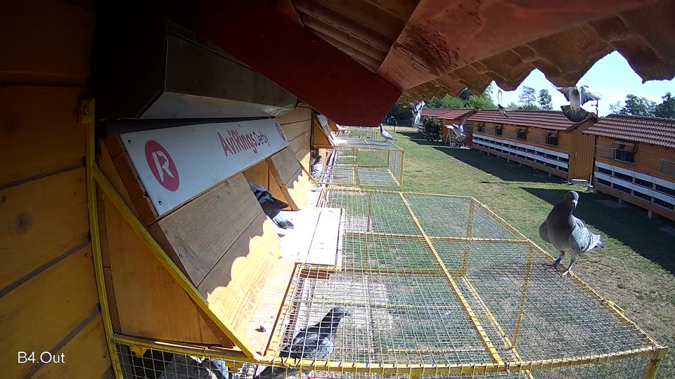 Pigeon Arrival Image For Race Race 2