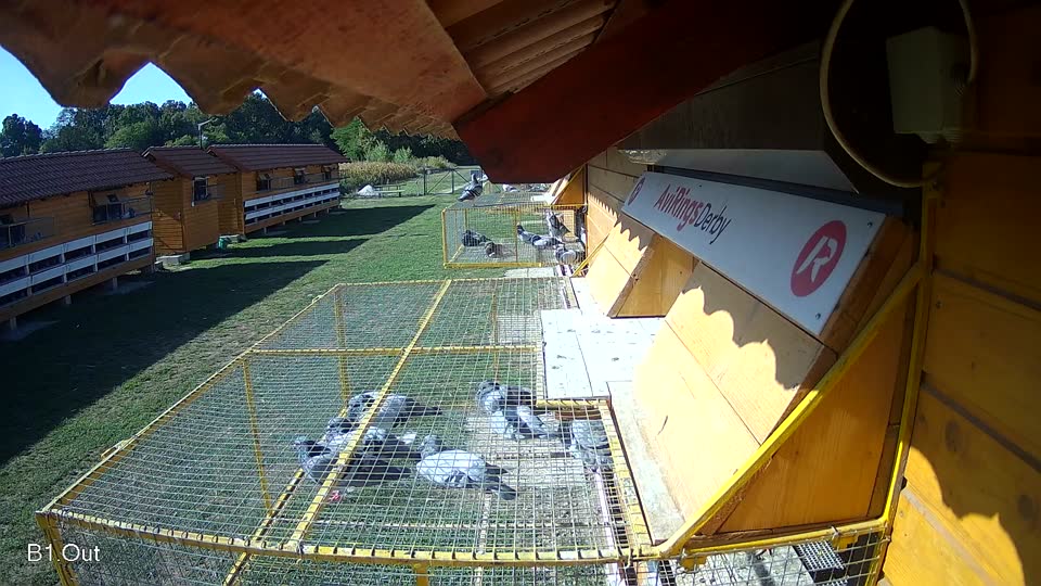 Pigeon Arrival Image For Race Race 5
