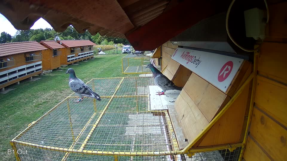 Pigeon Arrival Image For Race Race 4