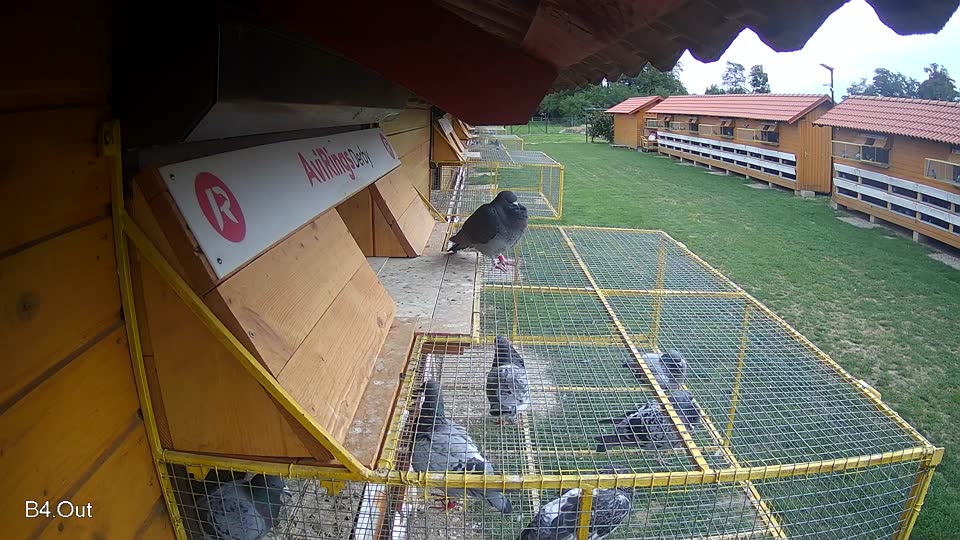 Pigeon Arrival Image For Race Race 6