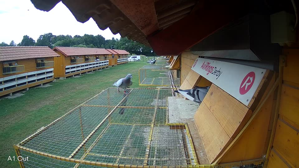 Pigeon Arrival Image For Race Race 3