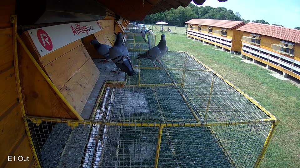 Pigeon Arrival Image For Race Race 4