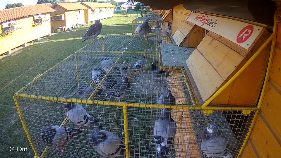 Pigeon Arrival Image For Race Race 5