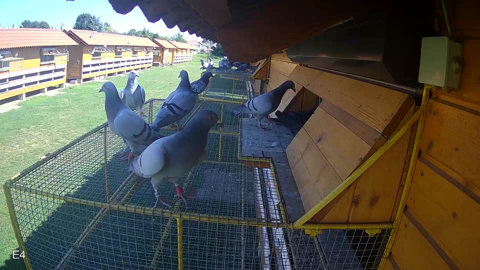 Pigeon Arrival Image For Race Race 2